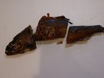 R1100511ki.jpg